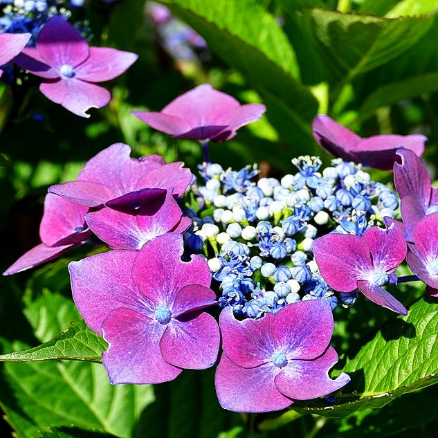 Teller-Hortensie 'Blaumeise' (Hydrangea macrophylla)