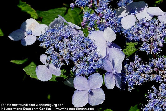 Teller-Hortensie 'Bluebird' (Hydrangea serrata)