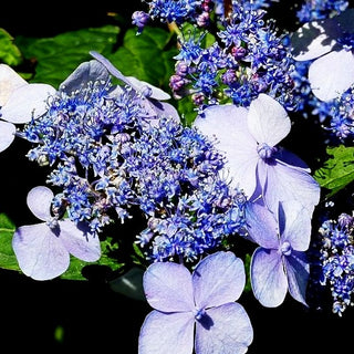 Teller-Hortensie 'Bluebird' (Hydrangea serrata)