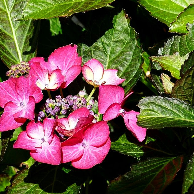 Teller-Hortensie 'Dark Angel' (Hydrangea macr.)