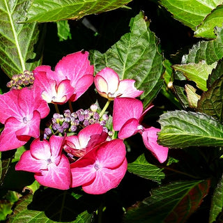Teller-Hortensie 'Dark Angel' (Hydrangea macr.)