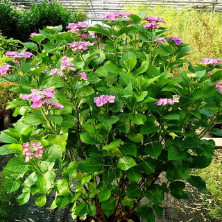 Teller-Hortensie 'Fasan' (Hydrangea macrophylla)