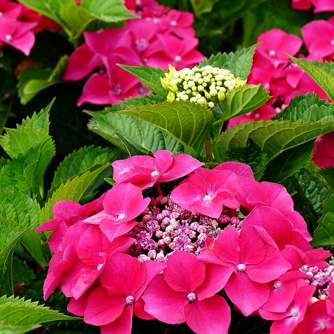 Teller-Hortensie 'Kardinal' (Hydrangea macrophylla)