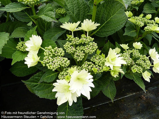 Teller-Hortensie 'Koria' (Hydrangea macr.)