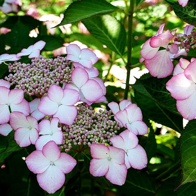 Teller-Hortensie 'Love you Kiss' (Hydrangea macr.Hovaria)