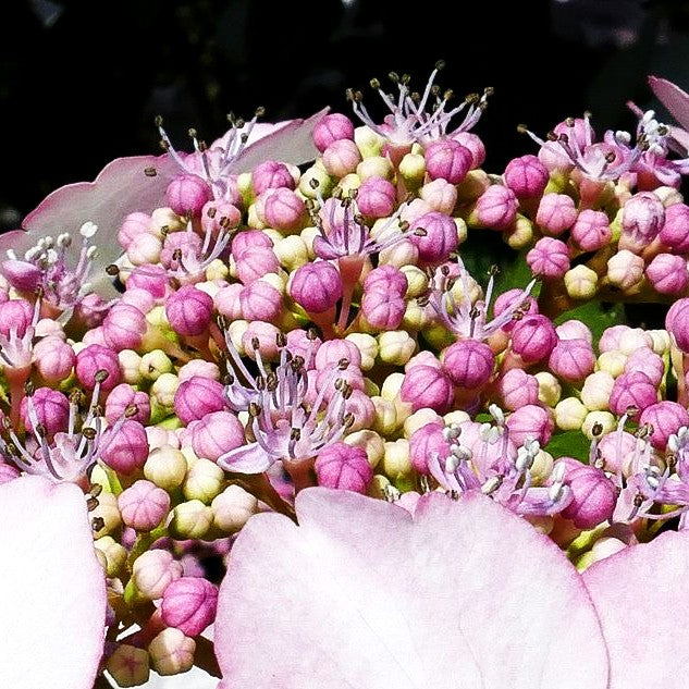 Teller-Hortensie 'Love you Kiss' (Hydrangea macr.Hovaria)