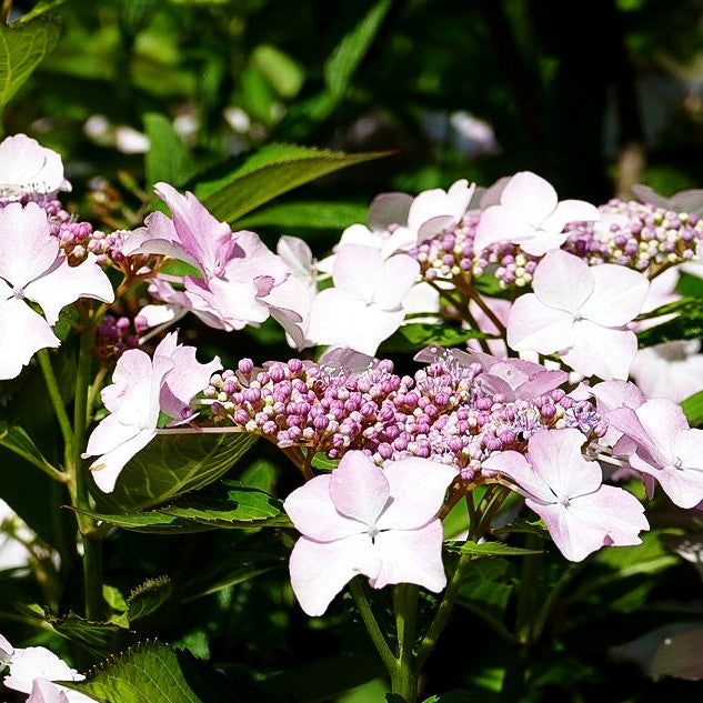 Teller-Hortensie 'Love you Kiss' (Hydrangea macr.Hovaria)