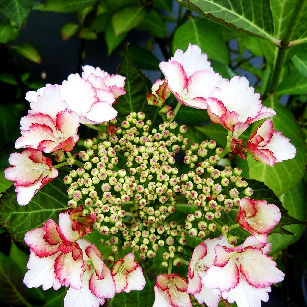 Teller-Hortensie 'Love you Kiss' (Hydrangea macr.Hovaria)