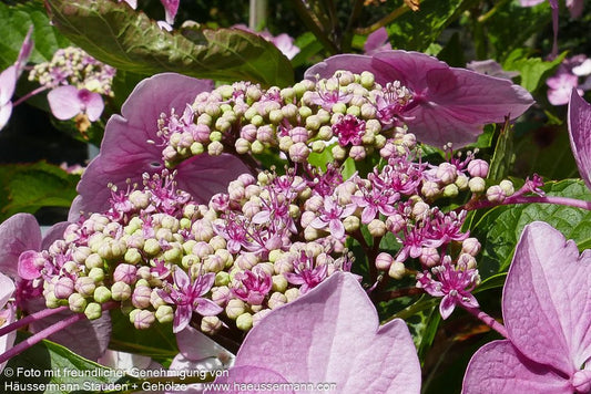 Teller-Hortensie 'Mariesii Perfecta' (Hydrangea macrophylla)