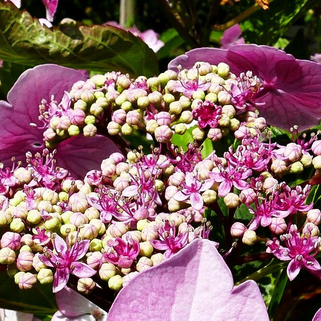 Teller-Hortensie 'Mariesii Perfecta' (Hydrangea macrophylla)