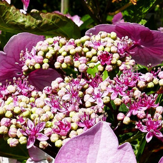 Teller-Hortensie 'Mariesii Perfecta' (Hydrangea macrophylla)