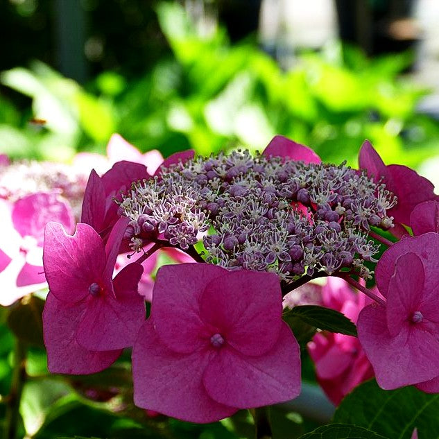Teller-Hortensie 'Taube' (Hydrangea macrophylla)