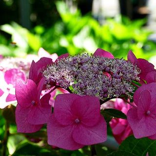 Teller-Hortensie 'Taube' (Hydrangea macrophylla)