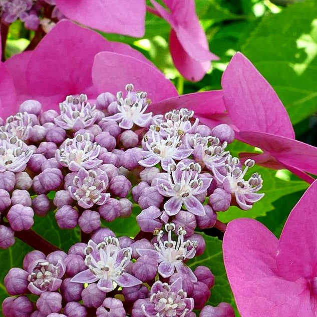 Teller-Hortensie 'Taube' (Hydrangea macrophylla)