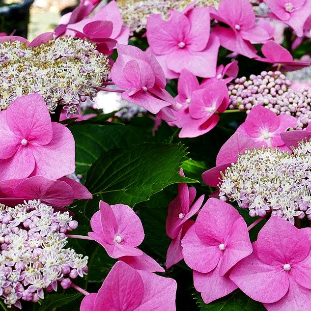 Teller-Hortensie 'Taube' (Hydrangea macrophylla)