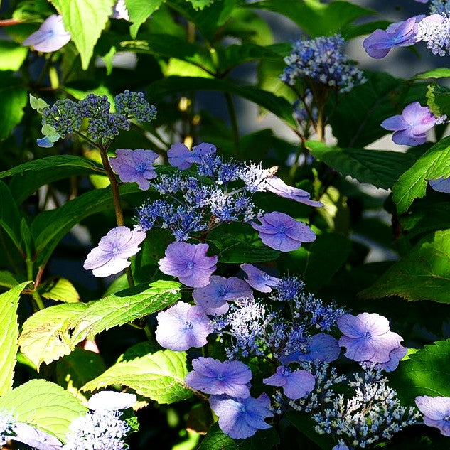 Teller-Hortensie 'Veerle' (Hydrangea serrata)