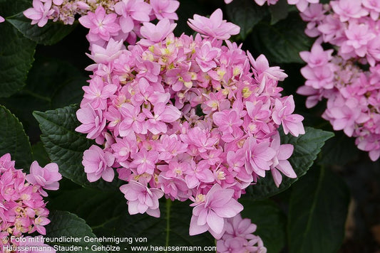 Teller-Hortensie 'You&Me Romance' (Hydrangea macr.)