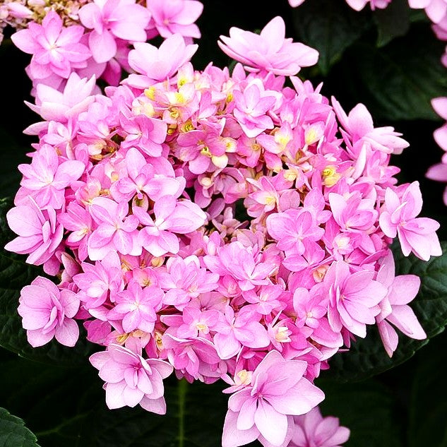 Teller-Hortensie 'You&Me Romance' (Hydrangea macr.)