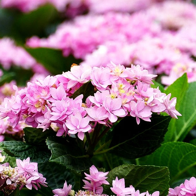 Teller-Hortensie 'You&Me Romance' (Hydrangea macr.)