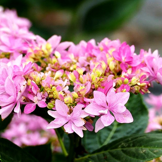 Teller-Hortensie 'You&Me Romance' (Hydrangea macr.)