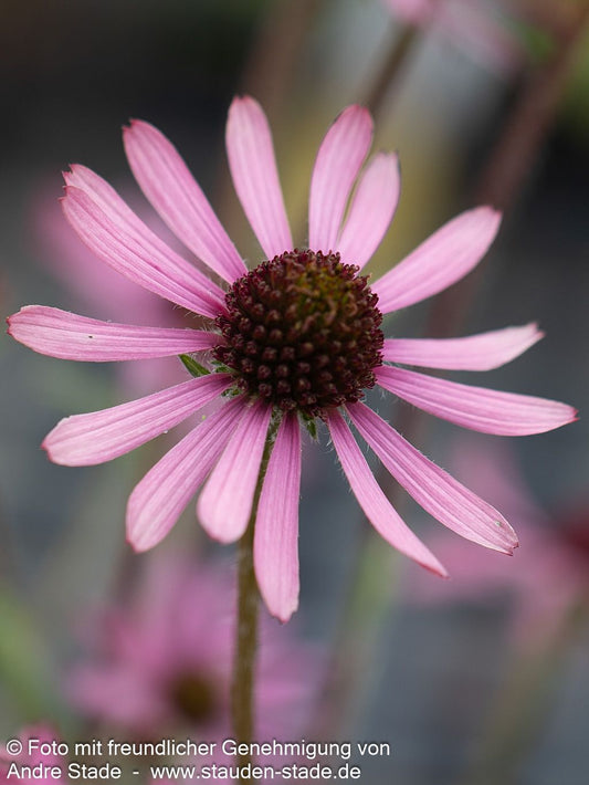 Tennessee-Scheinsonnenhut 'Rocky Top' (Echinacea tennesseensis)