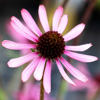 Tennessee-Scheinsonnenhut 'Rocky Top' (Echinacea tennesseensis)