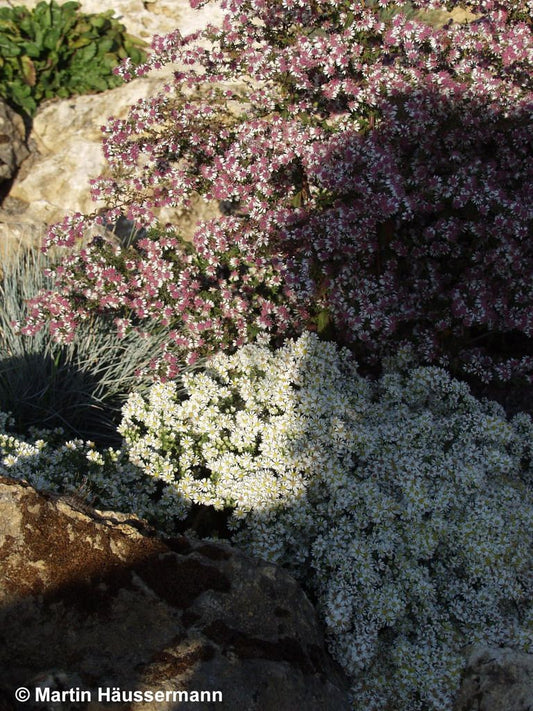 Teppich-Aster 'Snowflurry' (Aster ericoides)
