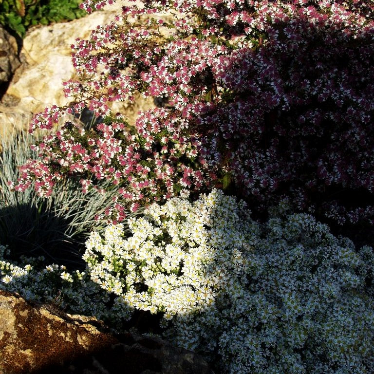 Teppich-Aster 'Snowflurry' (Aster ericoides)