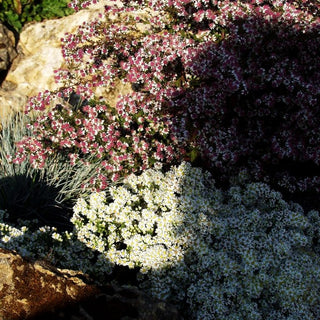 Teppich-Aster 'Snowflurry' (Aster ericoides)