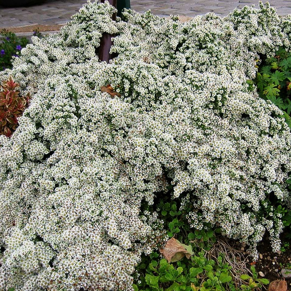 Teppich-Aster 'Snowflurry' (Aster ericoides)
