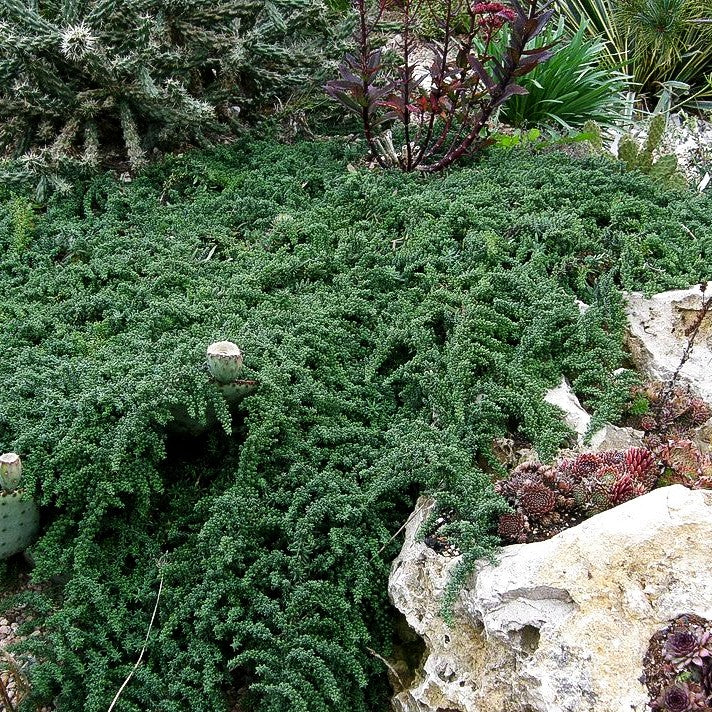 Teppich-Aster 'Snowflurry' (Aster ericoides)