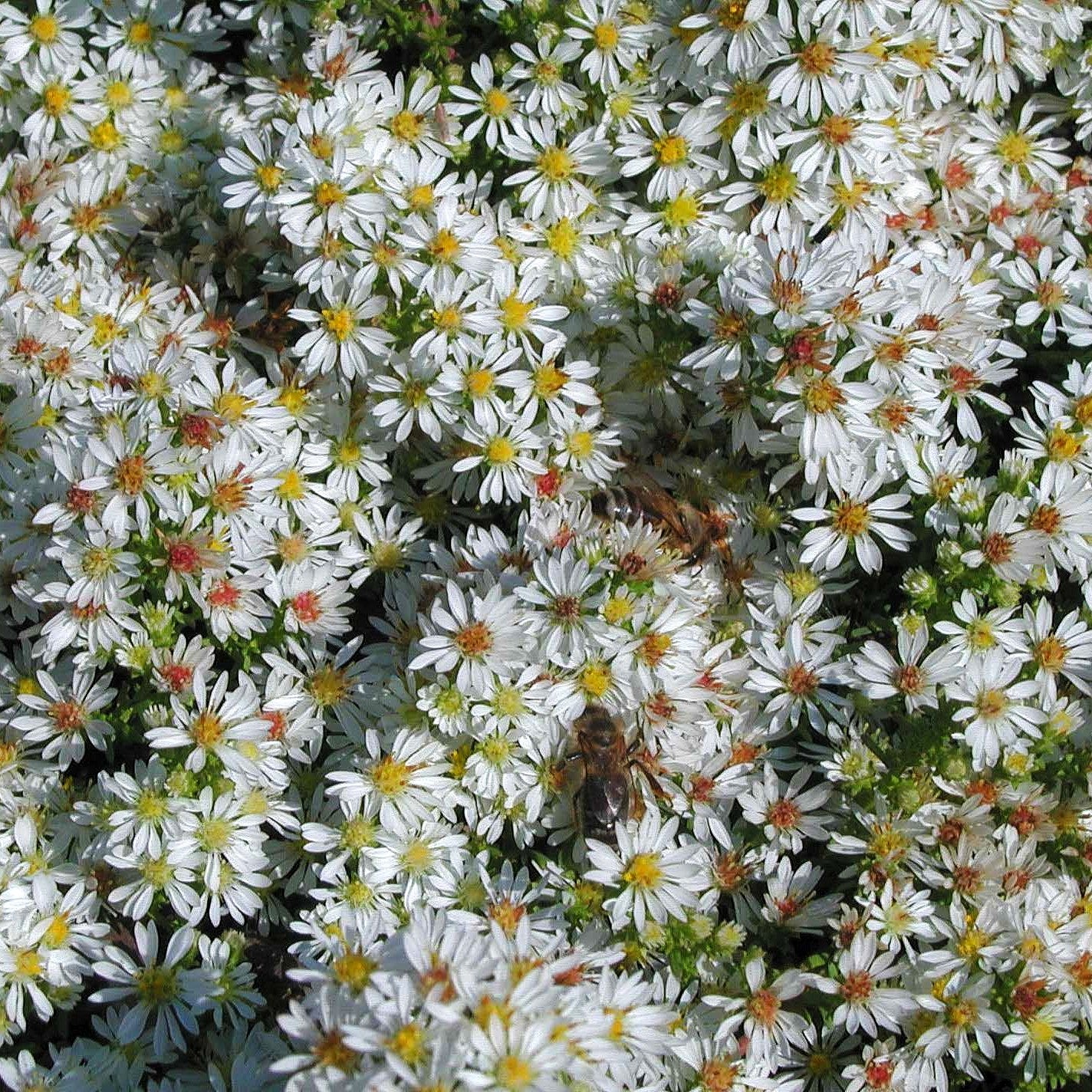 Teppich-Aster 'Snowflurry' (Aster ericoides)