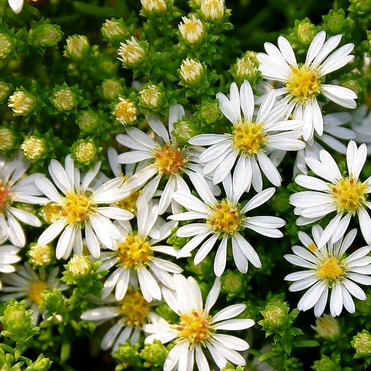 Teppich-Aster 'Snowflurry' (Aster ericoides)