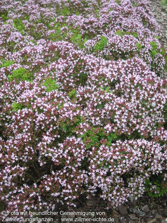 Teppich-Dost 'Compactum' (Origanum vulgare)