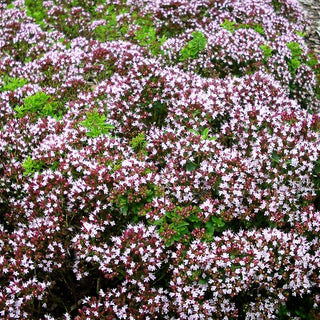 Teppich-Dost 'Compactum' (Origanum vulgare)