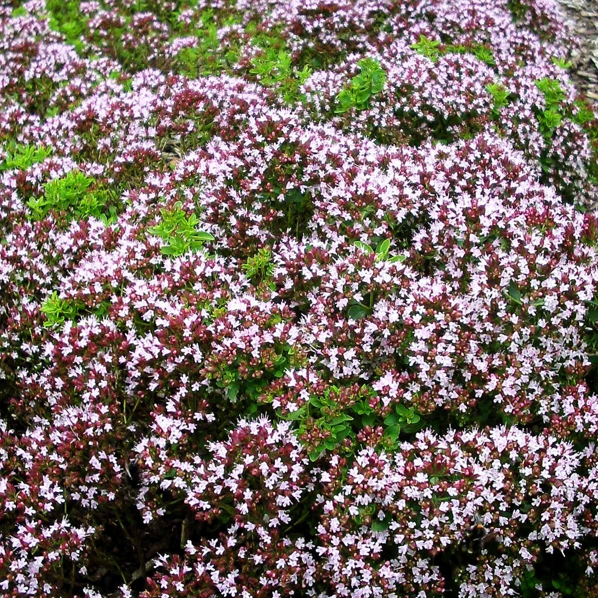 Teppich-Dost 'Compactum' (Origanum vulgare)