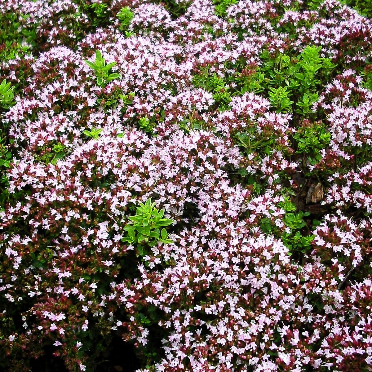 Teppich-Dost 'Compactum' (Origanum vulgare)