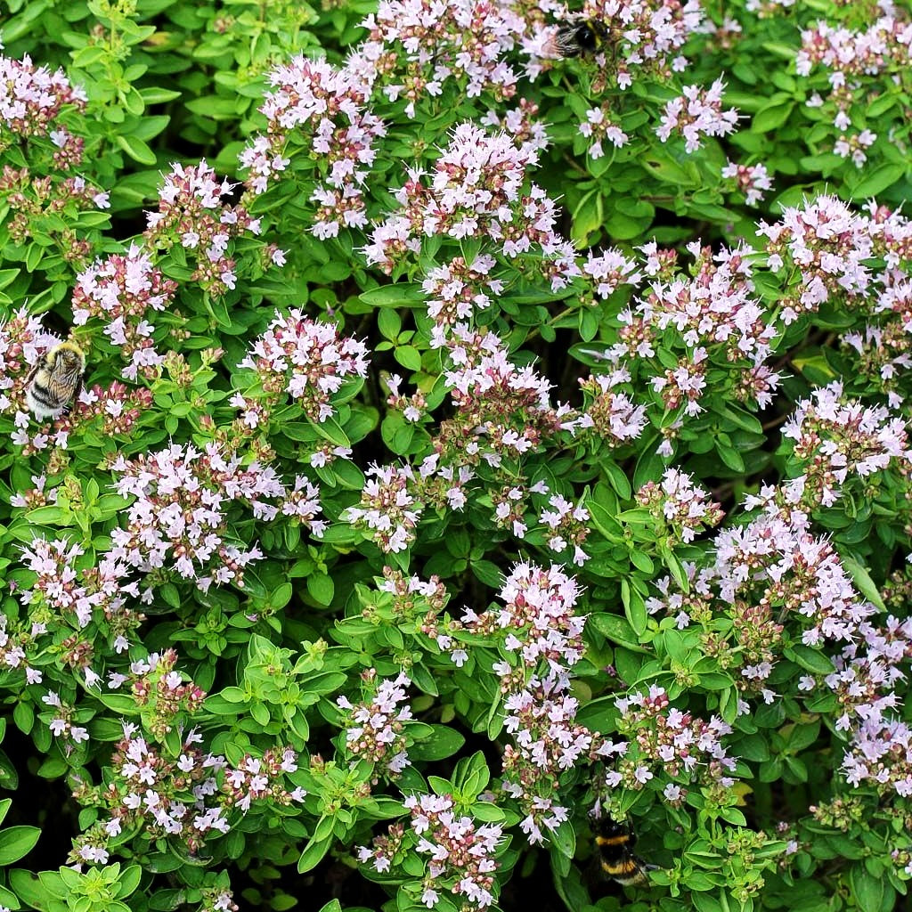 Teppich-Dost 'Compactum' (Origanum vulgare)