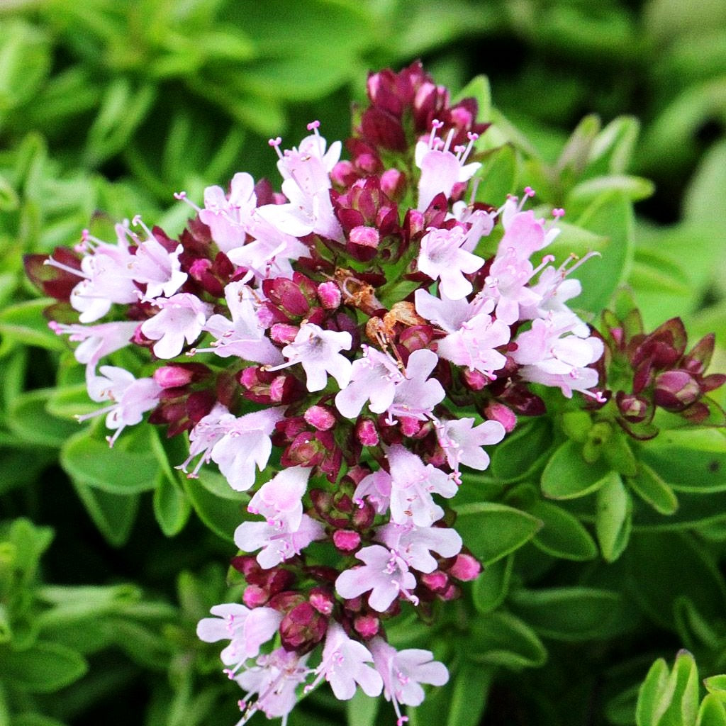 Teppich-Dost 'Compactum' (Origanum vulgare)