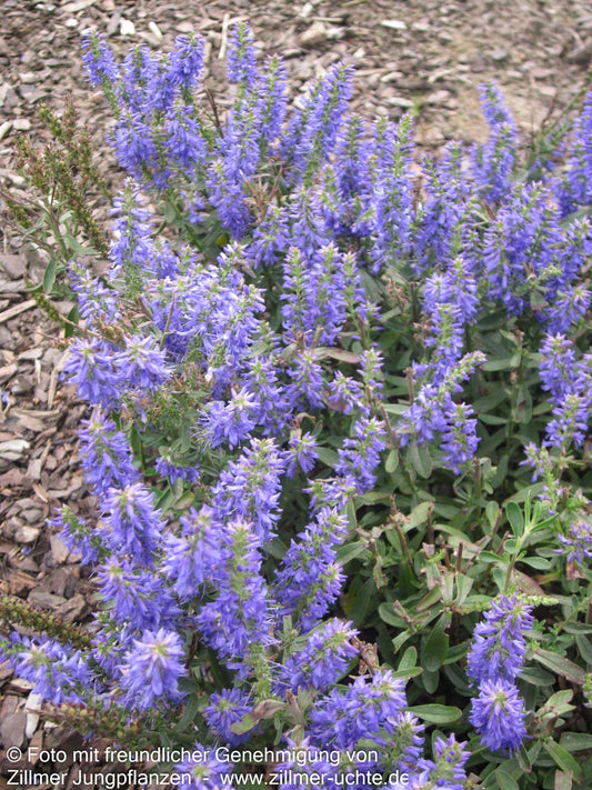Teppich-Ehrenpreis 'Nana Blauteppich' (Veronica spicata)