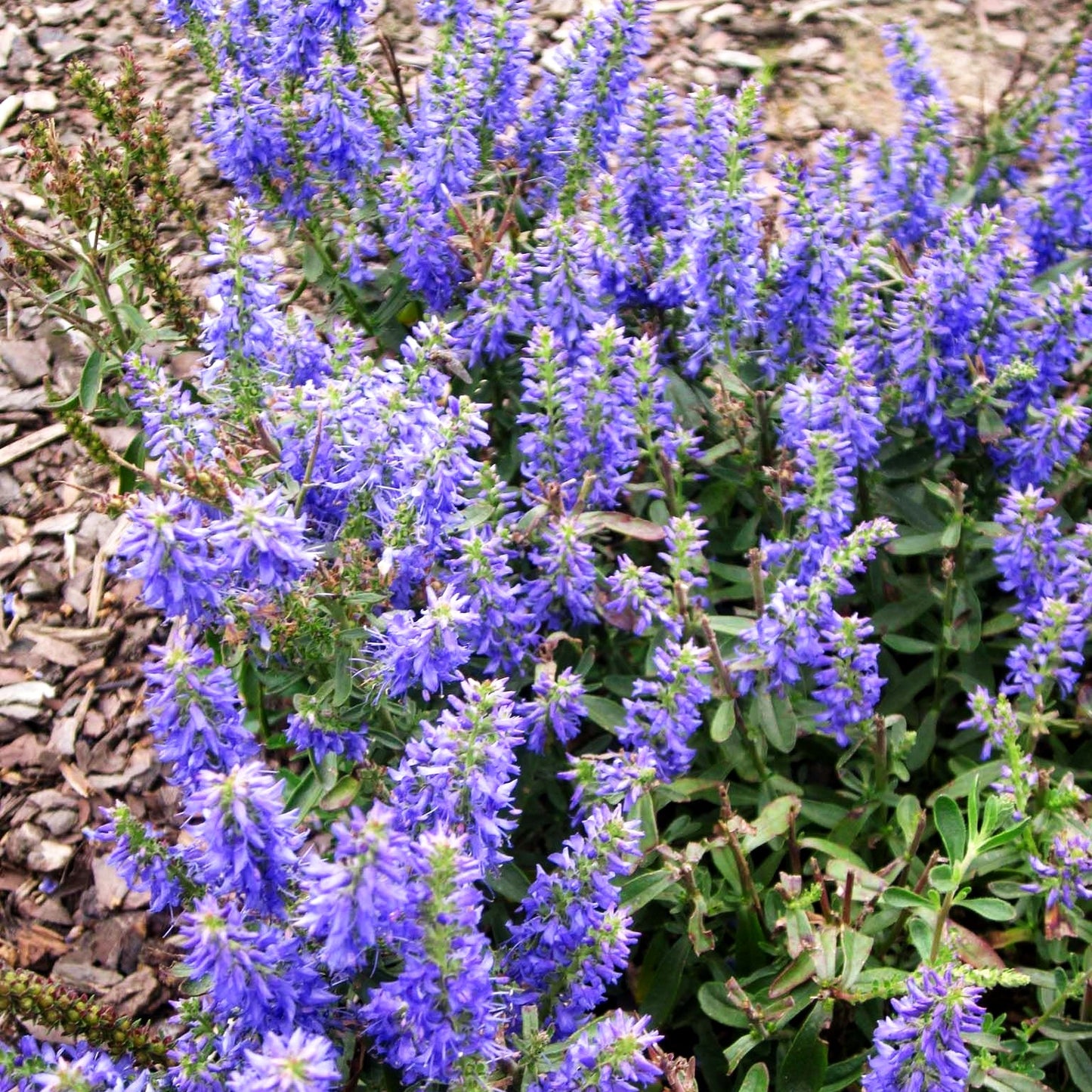 Teppich-Ehrenpreis 'Nana Blauteppich' (Veronica spicata)