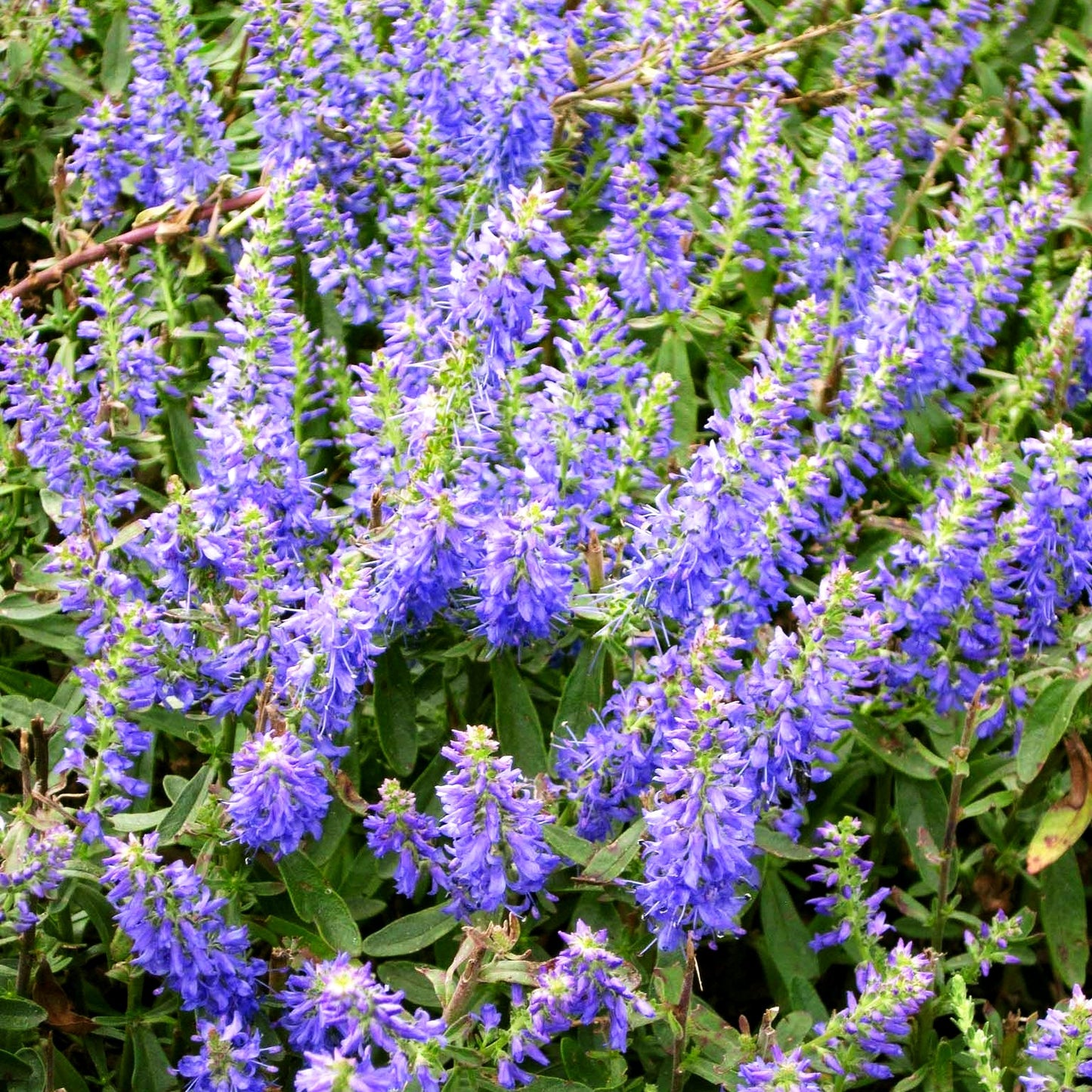 Teppich-Ehrenpreis 'Nana Blauteppich' (Veronica spicata)