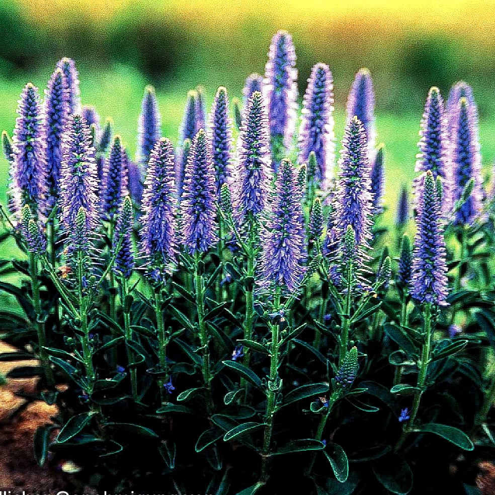 Teppich-Ehrenpreis 'Nana Blauteppich' (Veronica spicata)