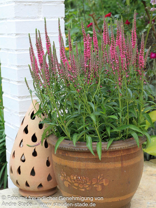 Teppich-Ehrenpreis 'Rosa Zwerg' (Veronica spicata)