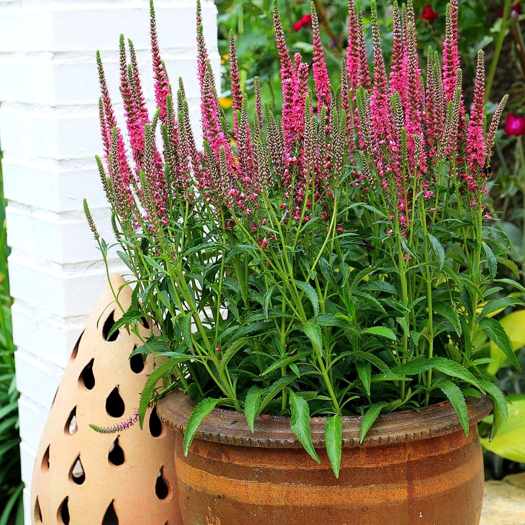 Teppich-Ehrenpreis 'Rosa Zwerg' (Veronica spicata)
