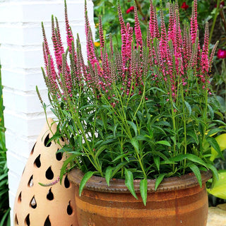 Teppich-Ehrenpreis 'Rosa Zwerg' (Veronica spicata)