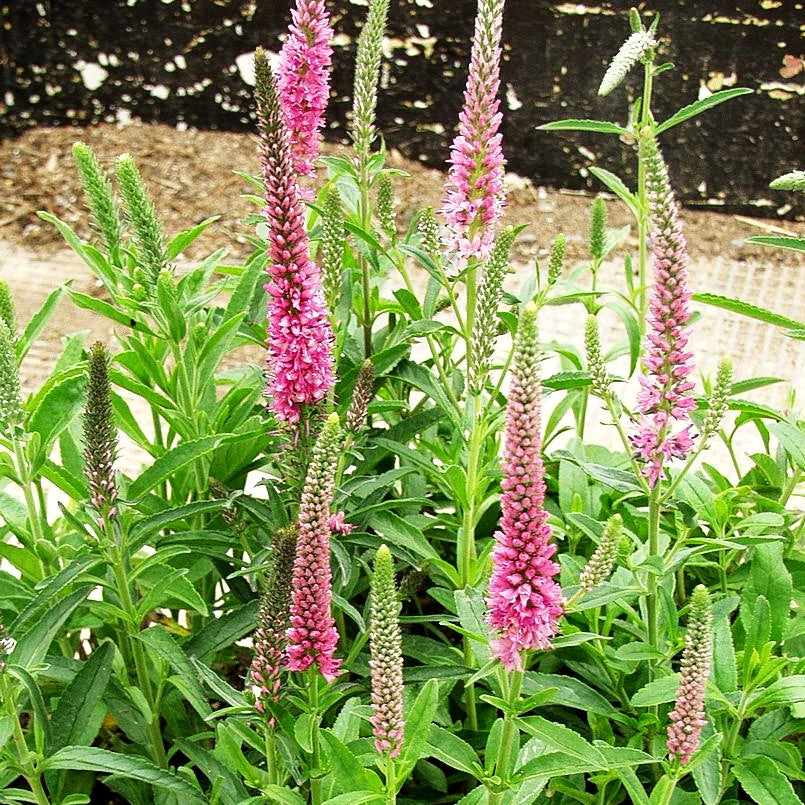 Teppich-Ehrenpreis 'Rosa Zwerg' (Veronica spicata)