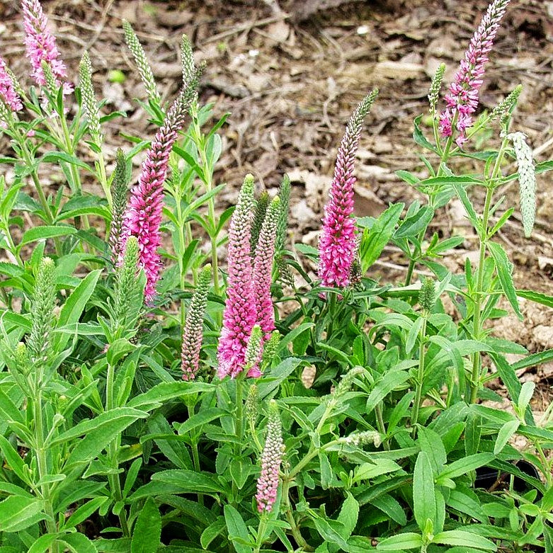Teppich-Ehrenpreis 'Rosa Zwerg' (Veronica spicata)