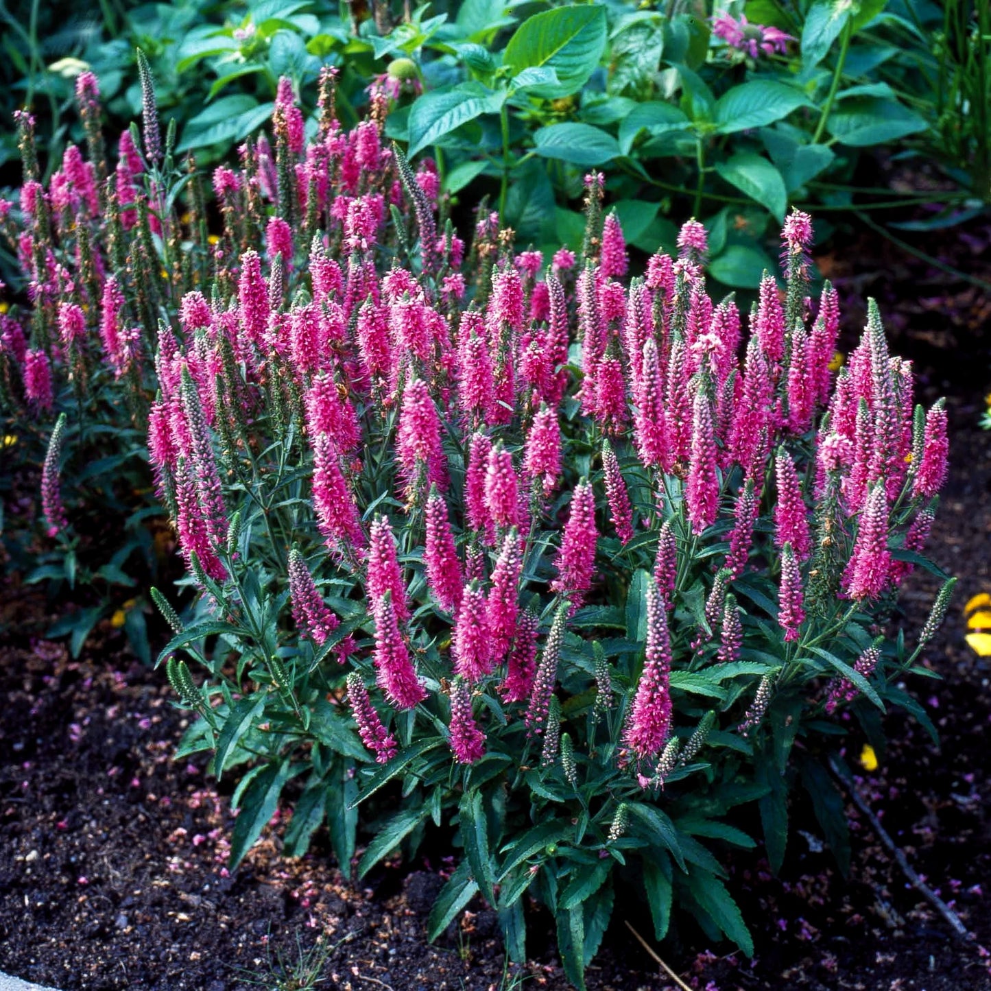 Teppich-Ehrenpreis 'Rosa Zwerg' (Veronica spicata)