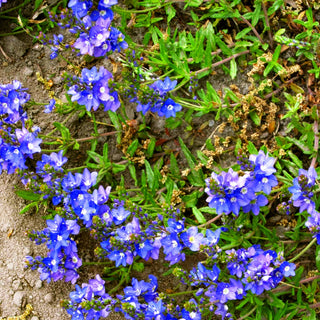 Teppich-Ehrenpreis (Veronica prostrata)